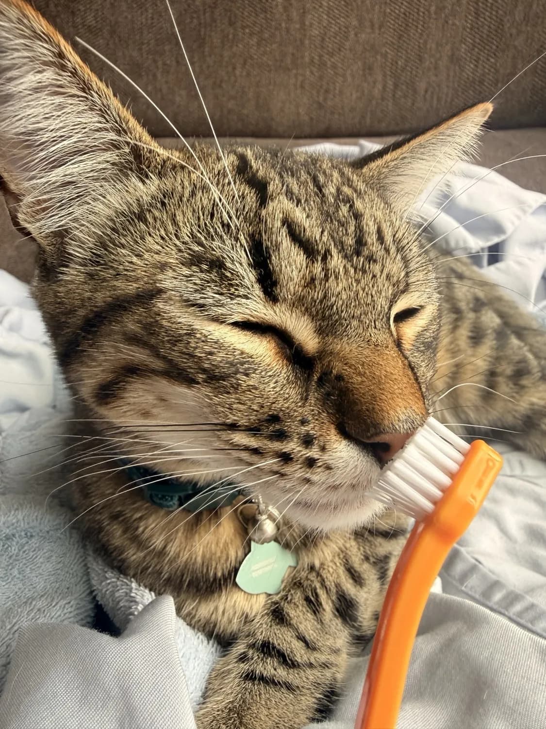 Arm & Hammer Dental Kit - reviewed by Kenzo