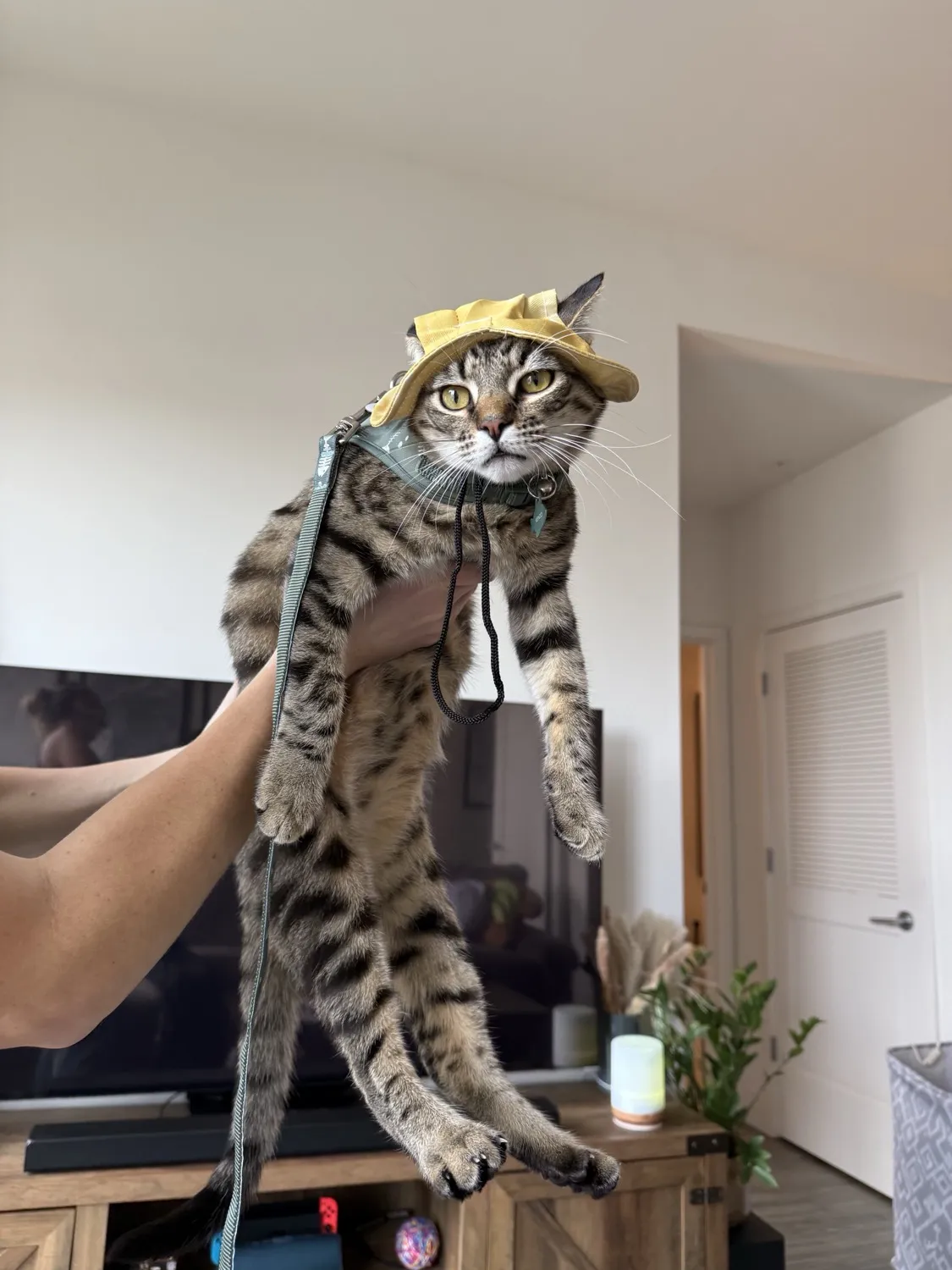 Cat Sun Hat - reviewed by Kenzo