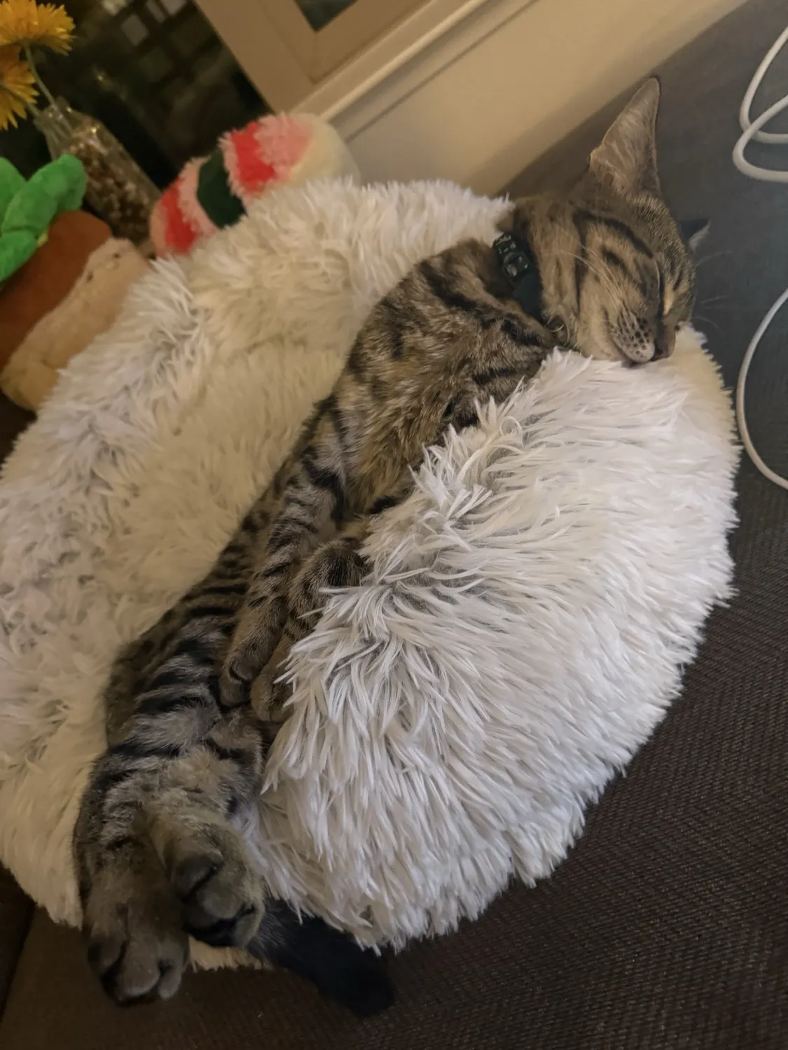 Fluffy Round Bed - reviewed by Kenzo