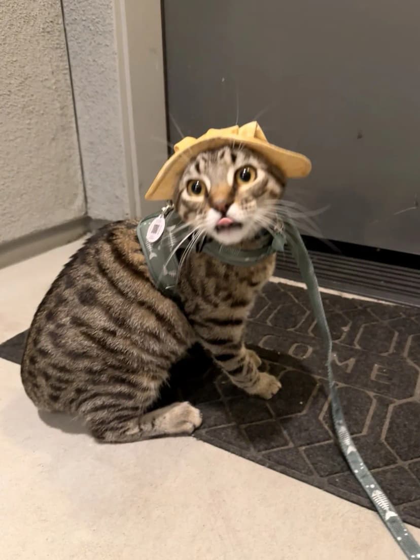Kenzo wearing a bucket hat and harness with his tongue sticking out