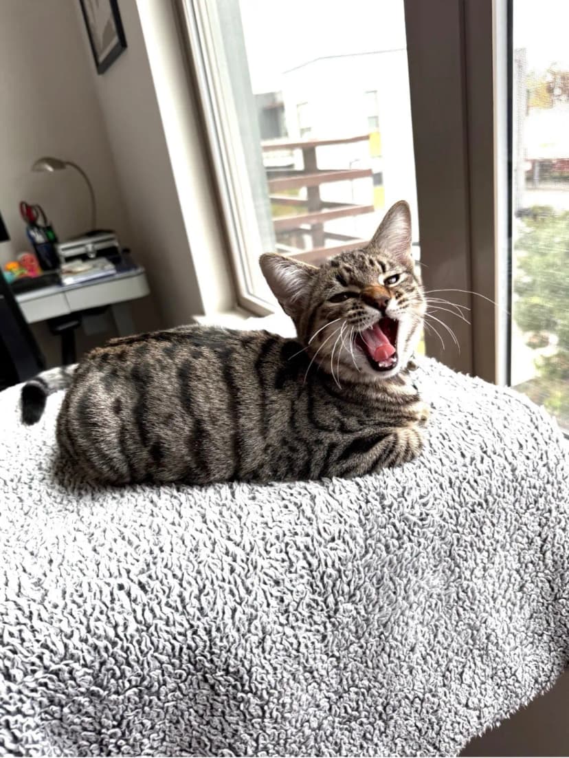 Kenzo yawning on a cushion by the window