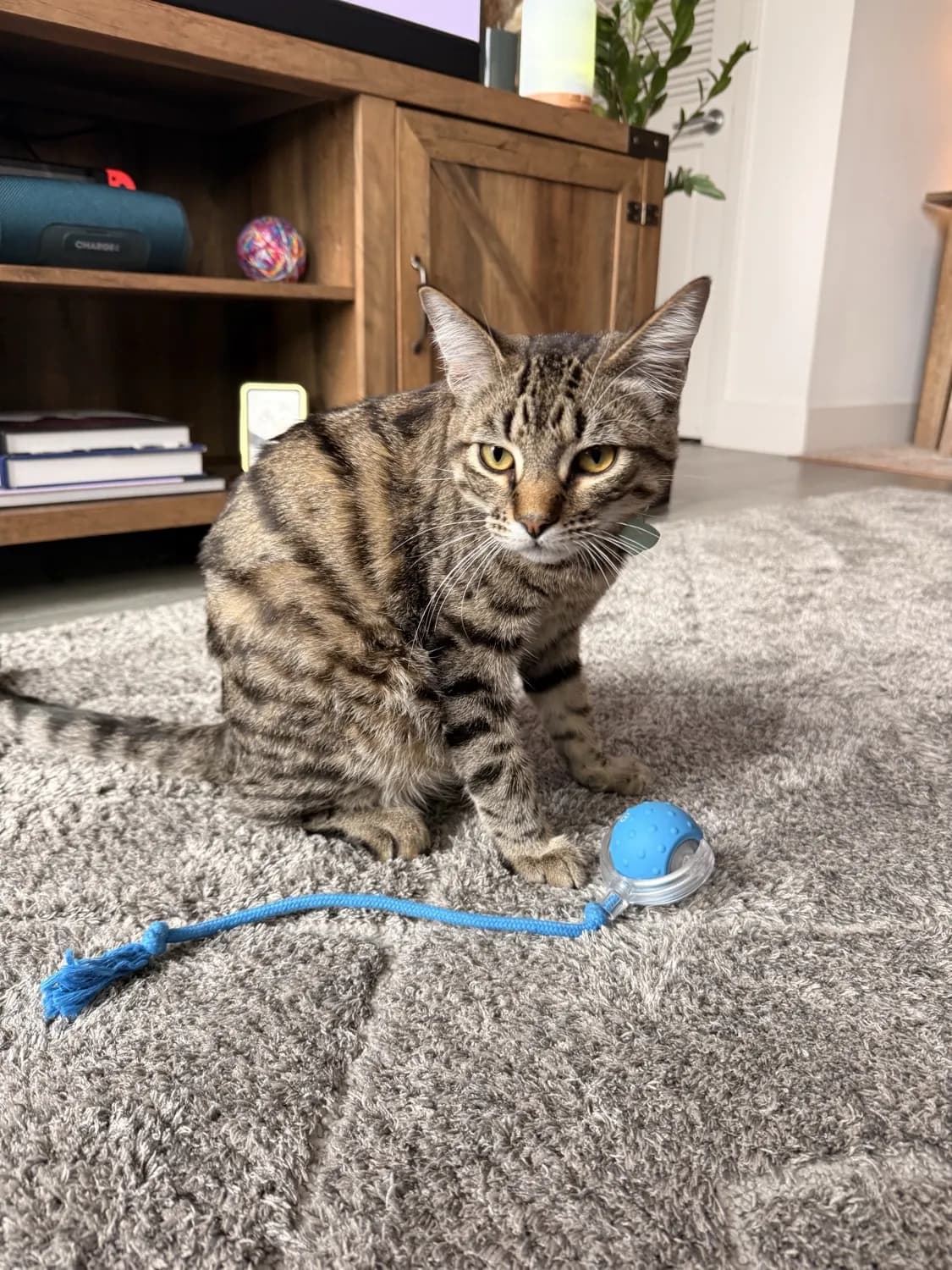 Interactive Ball Toy with Tail - reviewed by Kenzo