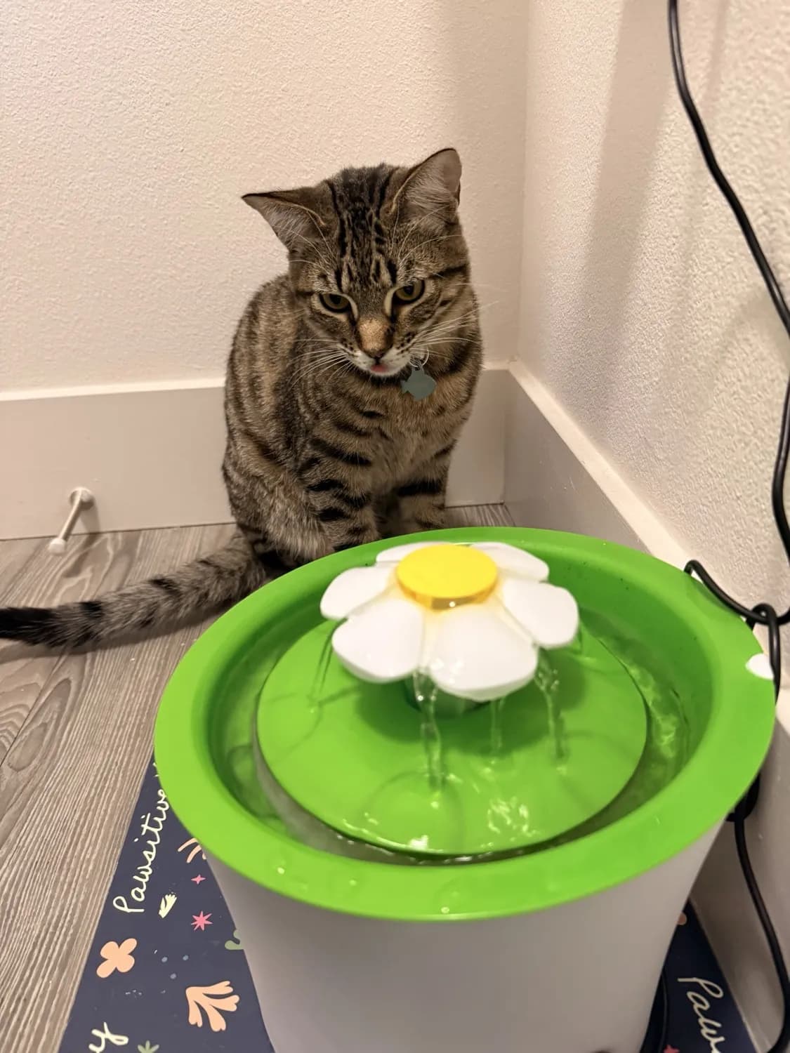 LED Flower Fountain - reviewed by Kenzo