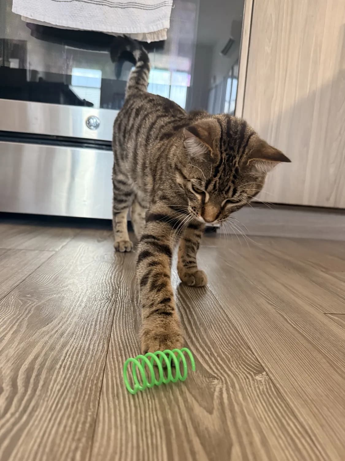 Spiral Spring Toy - reviewed by Kenzo