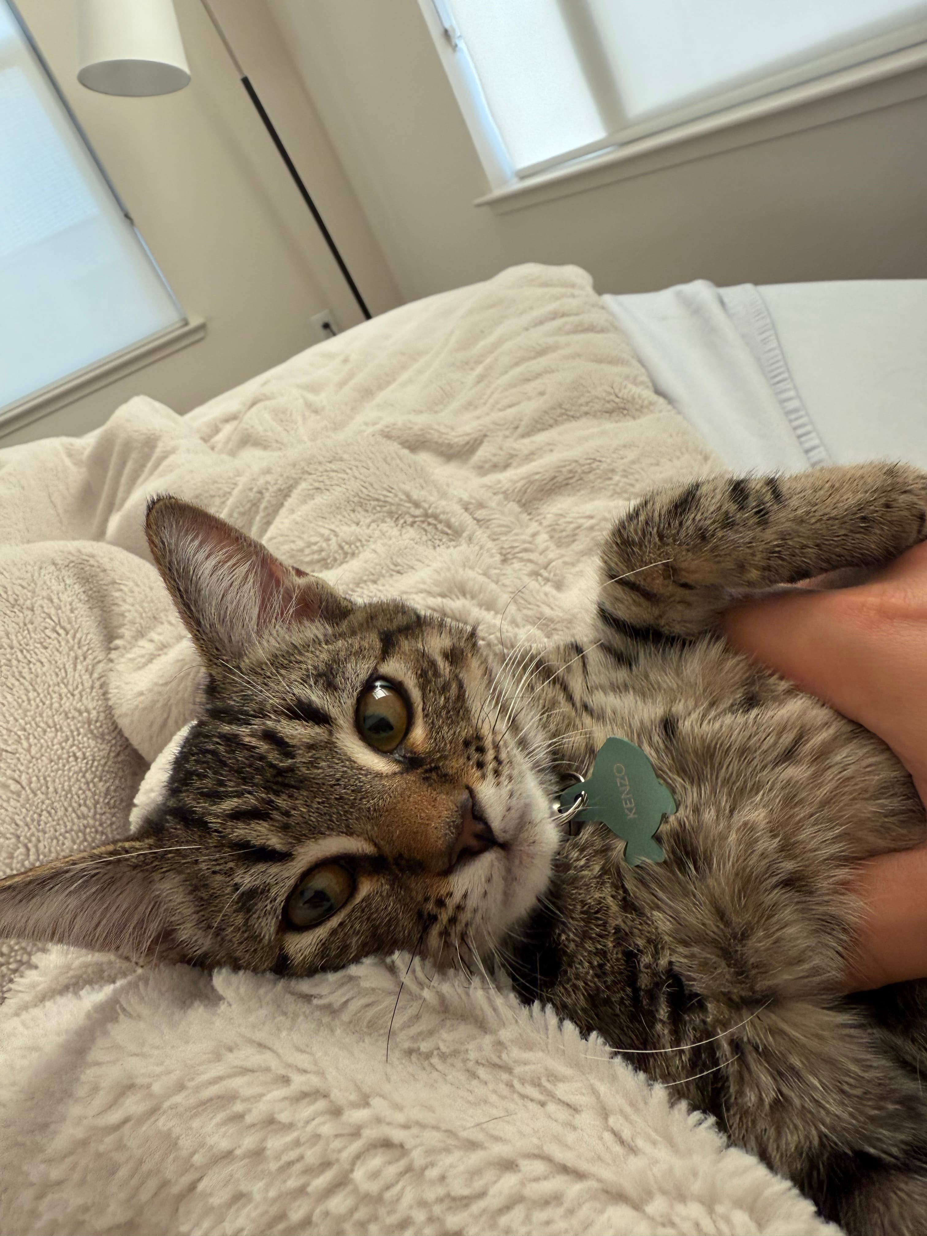 Cozy Sherpa Cat Blanket - reviewed by Kenzo