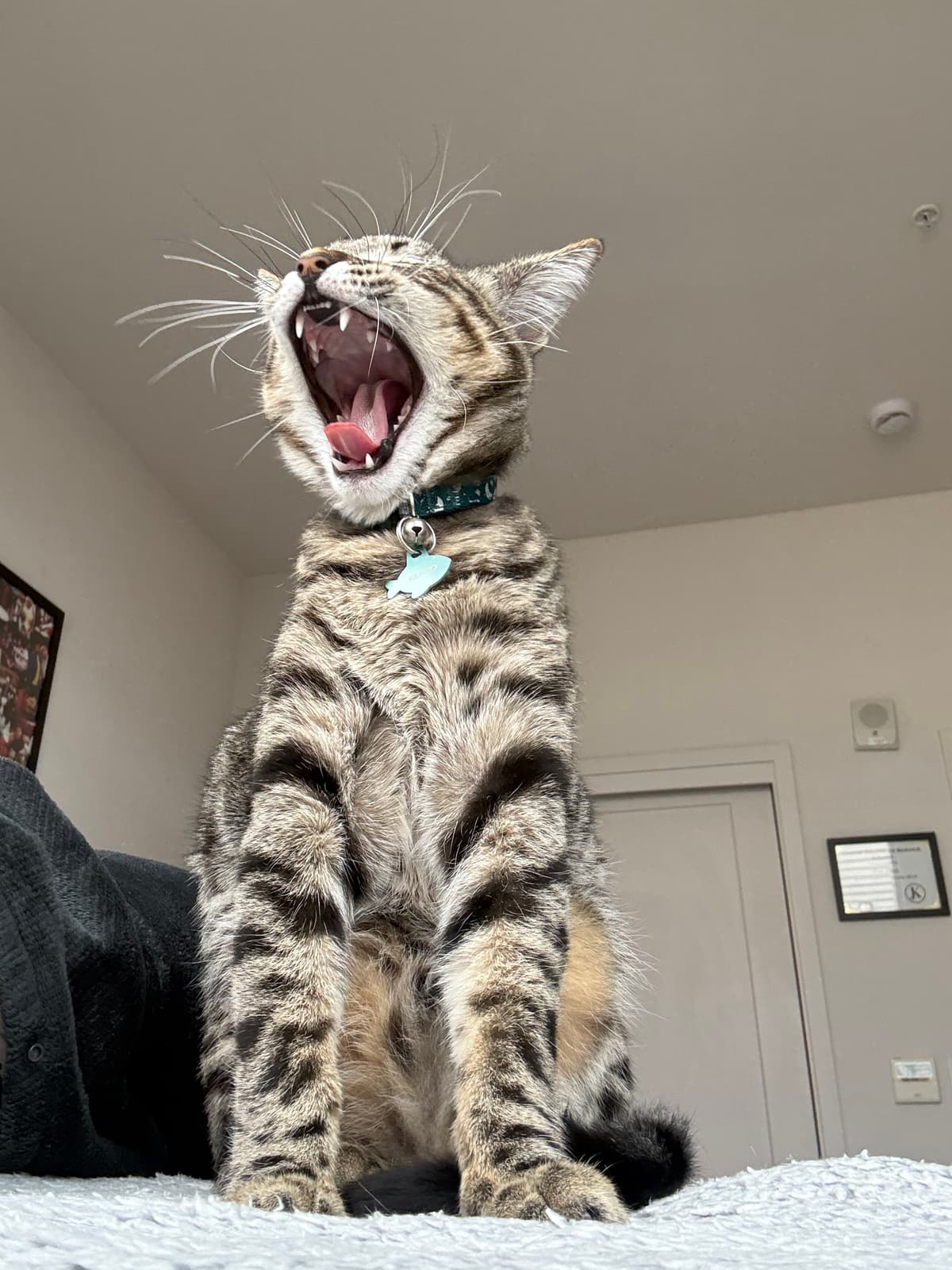 Kenzo yawning dramatically, showing off his personality